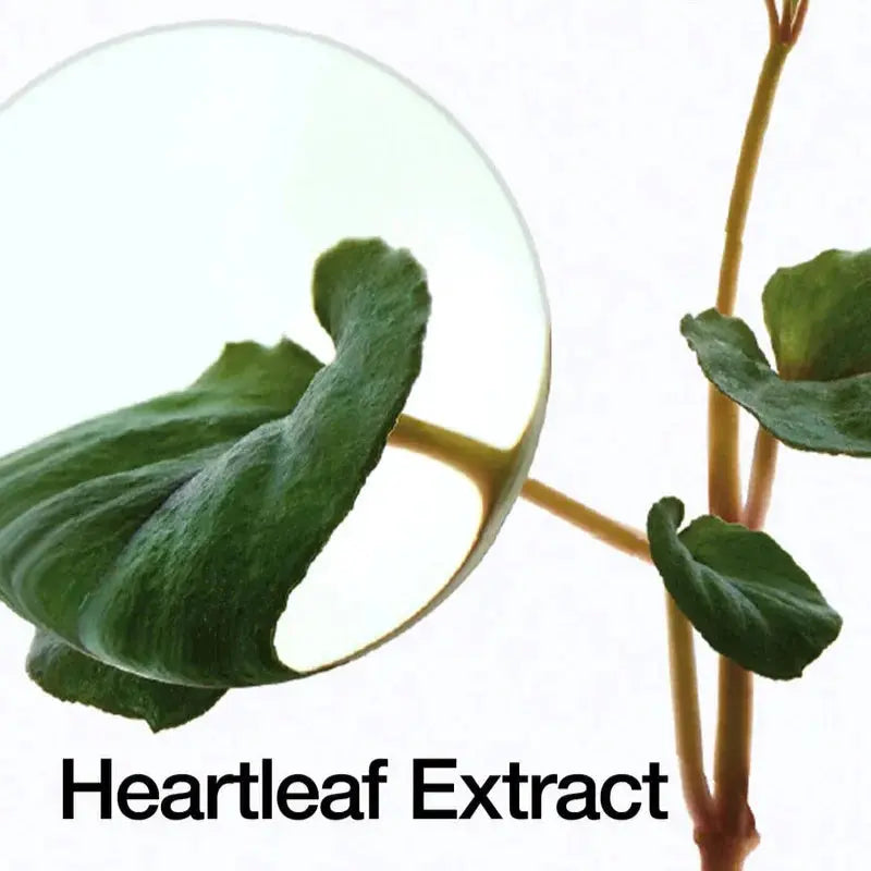 Heartleaf 70% Daily Lotion Anua