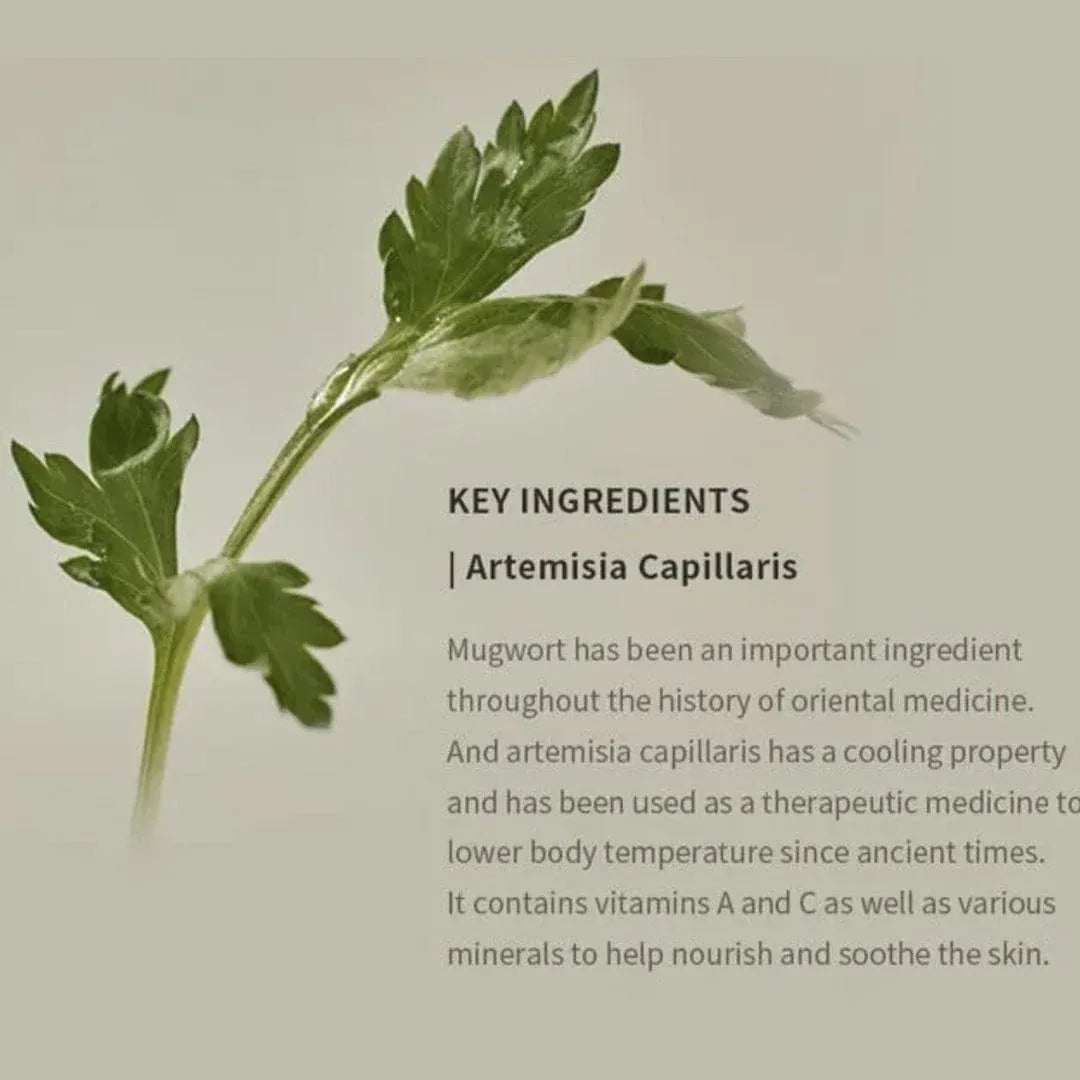 Matte Sun Stick : Mugwort + Camelia SPF 50+ PA++++