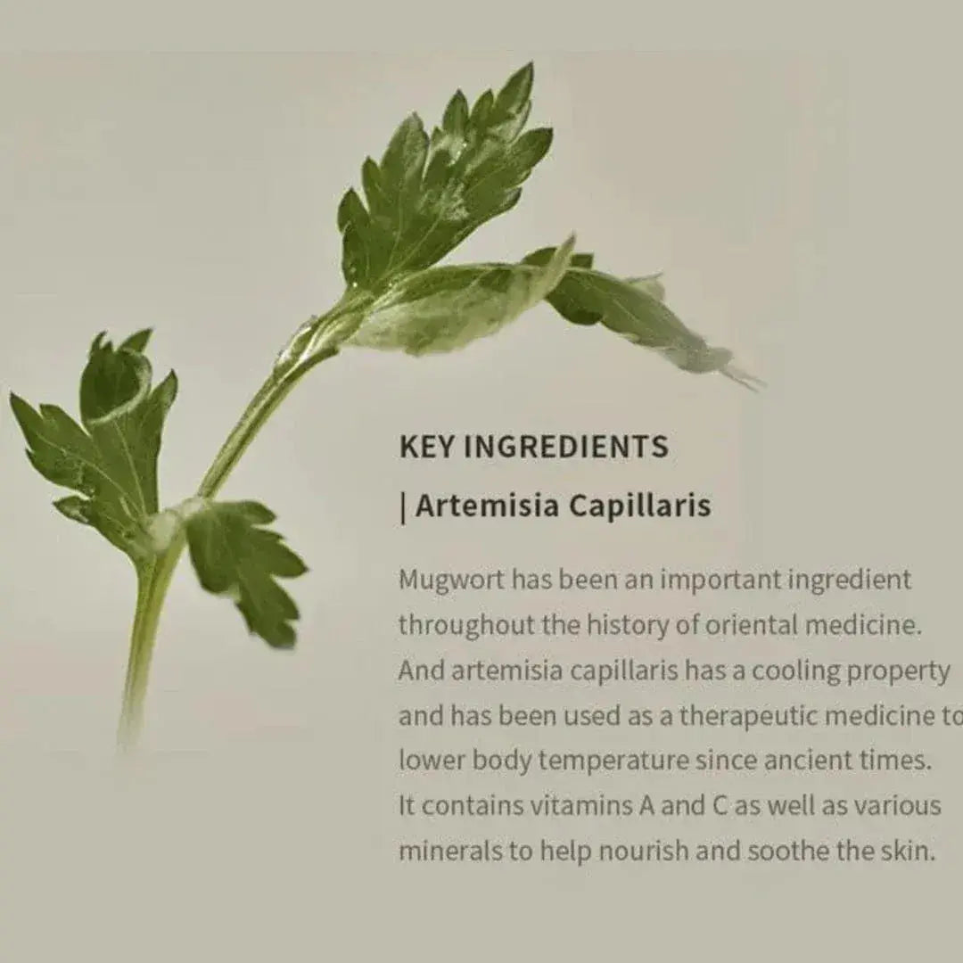 Matte Sun Stick : Mugwort + Camelia SPF 50+ PA++++ Beauty of Joseon